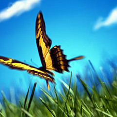 Rey feat. Isa- Fly away