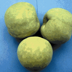 မီးပံုးပ်ံပိုး by အယ္မင္းနီ