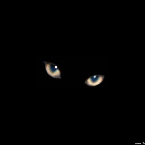 Noir desir