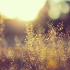 Ambient