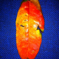 Don't Subjugate The Moon (Plus Remix)