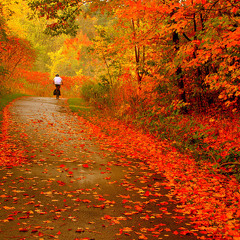 Autumn breeze
