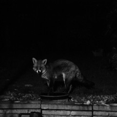 I'm On Fire (Bruce Springsteen cover)