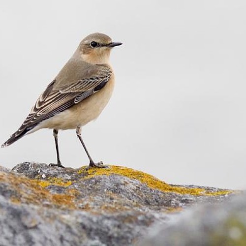 قصيدة الأصمعى - صوت صفير البلبل