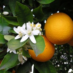 "Orange Blossom"  by  "PortuقalSons" "صوت البرتقال "