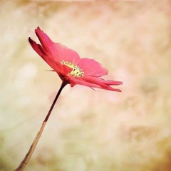 سيمون علي موسيقي عمر خيرت (ليلة كارمن  من مسرحية كارمن)