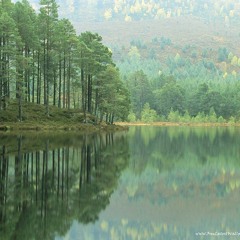 Green Trees & Shining Moons - Output - Stereo Out