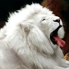 LION STYLE!