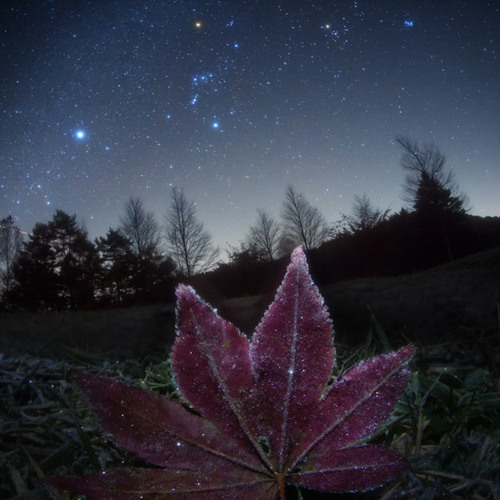 Cielo Japonés