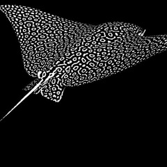 Majera - Te Echo De Menos (Hazem Beltagui Remix) Best part