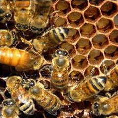 HIVE REMIX (1 VERSE//2014 LEAK)