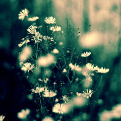 Issho - Miss Ali VIP (Ft Milou) - Extended Clip