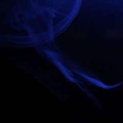 Video Background