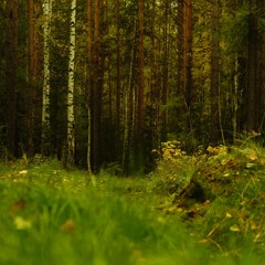 Spirits of the Forest