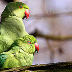 40: London Parakeets