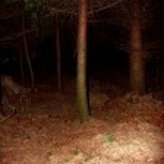 Something In The Woods