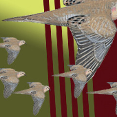 Doves