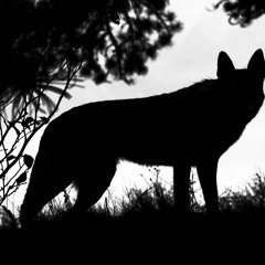 Mangy Wolf