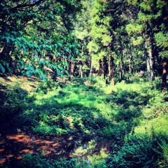 Acid Forest Minimaloysix