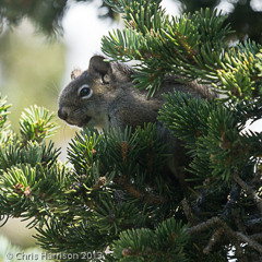 American Red Squirrel (Tamiasciurus hudsonicus) - scolding call