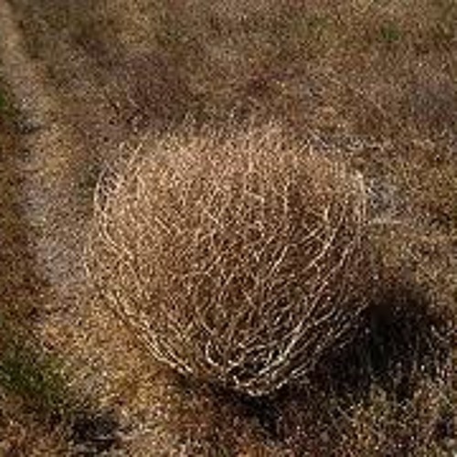 Képtalálatok a következőre: ballangó