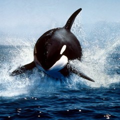 Moombah Jokes- Antonio's Whale