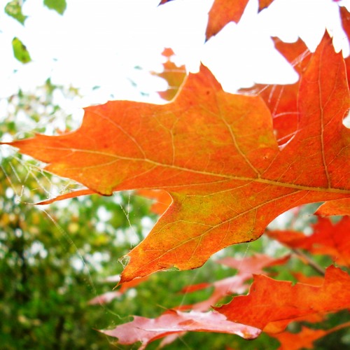 Michał: "Forever Autumn " -  flet sopranowy /soprano recorder