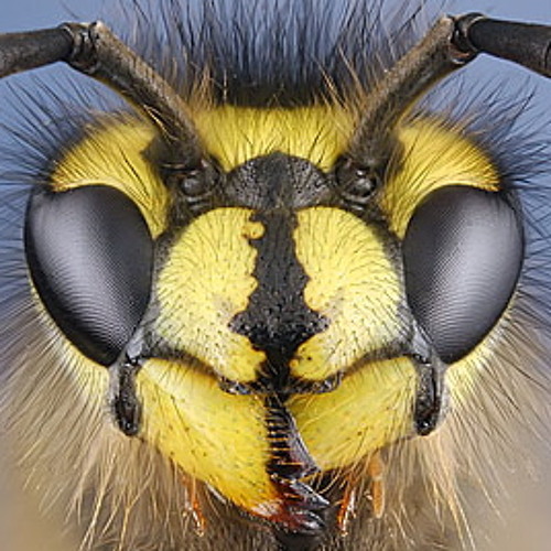 Wasp's Nest Remix 28:9:13 - Stuart Thomas Quartet