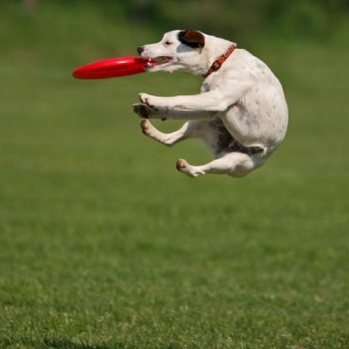 FRISBEE FT. BEWARE (FREE DOWNLOAD RAP FT. BEWARE)