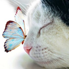 Fly to paradise (acoustic cover of virtual choir 4)