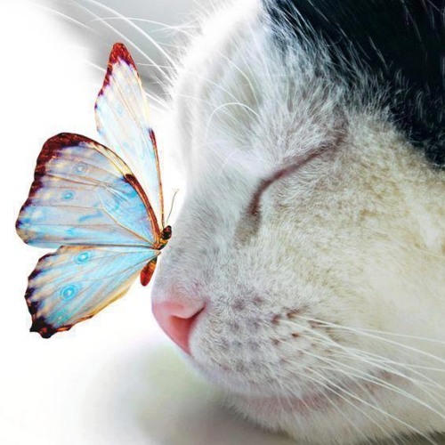 Fly to paradise (acoustic cover of virtual choir 4)