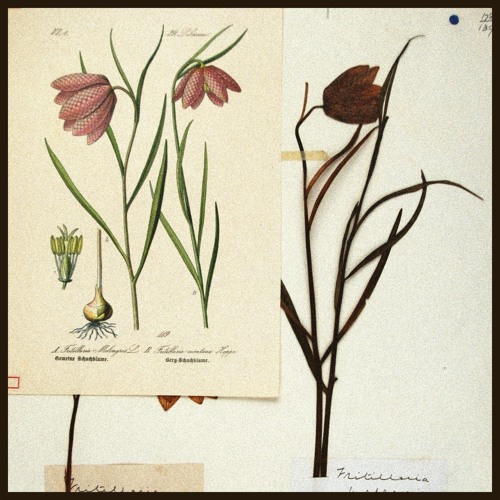 Fritillary
