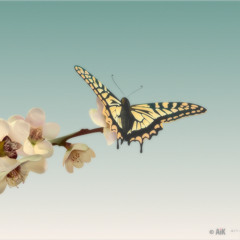 Mert Cobanoglu - Butterfly Field