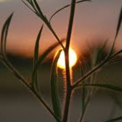 Morning Sun(Free Download)