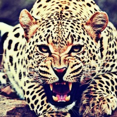 paampaamm###