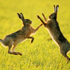 March Hare