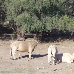 Two bulls singing in the desert of Arizona