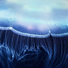 In Deep Sea ! - (sit back and relax mix)