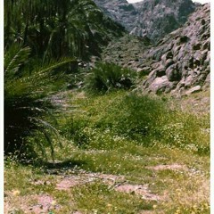 اذا تبي الفلة .عبدالله المهداوي