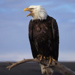 The Eagle Has Landed - Mixed By Panty Snort