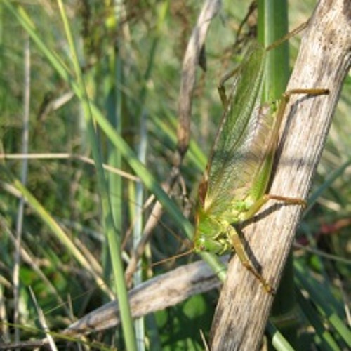 Great Green Bush-cricket Tettigonia viridissima
