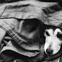 Stretford Dogs Club | Too Underground for Pacha - Volume 1