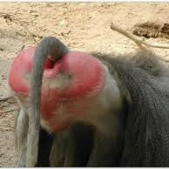 Heavy Baboons Ballyfeast2