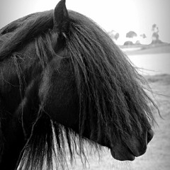 FELLPONY (Preview) StephanFischer - RobSymons