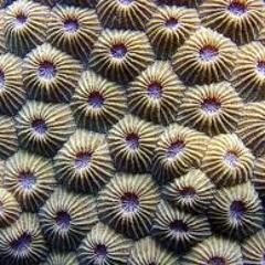 Coral