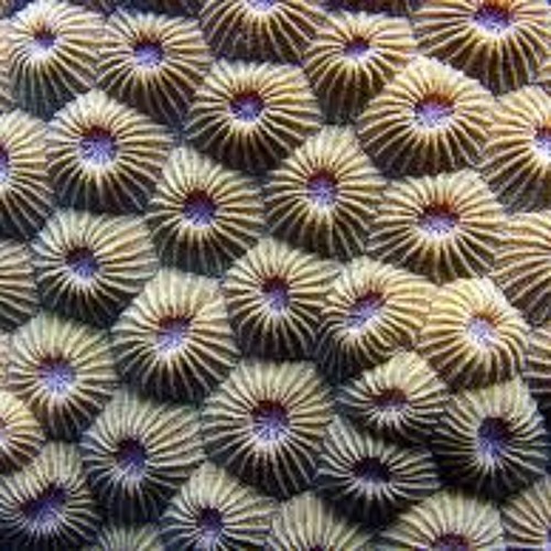 Coral
