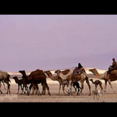 دحية رهز رهز