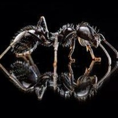 BeatDownKrew Podcast #8 Mixed By Ant