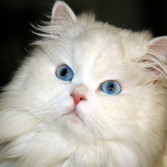 The famous August 26 Nocturne DJ Set