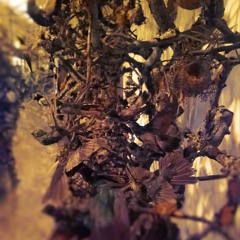 Domo Arigato Tashirojima